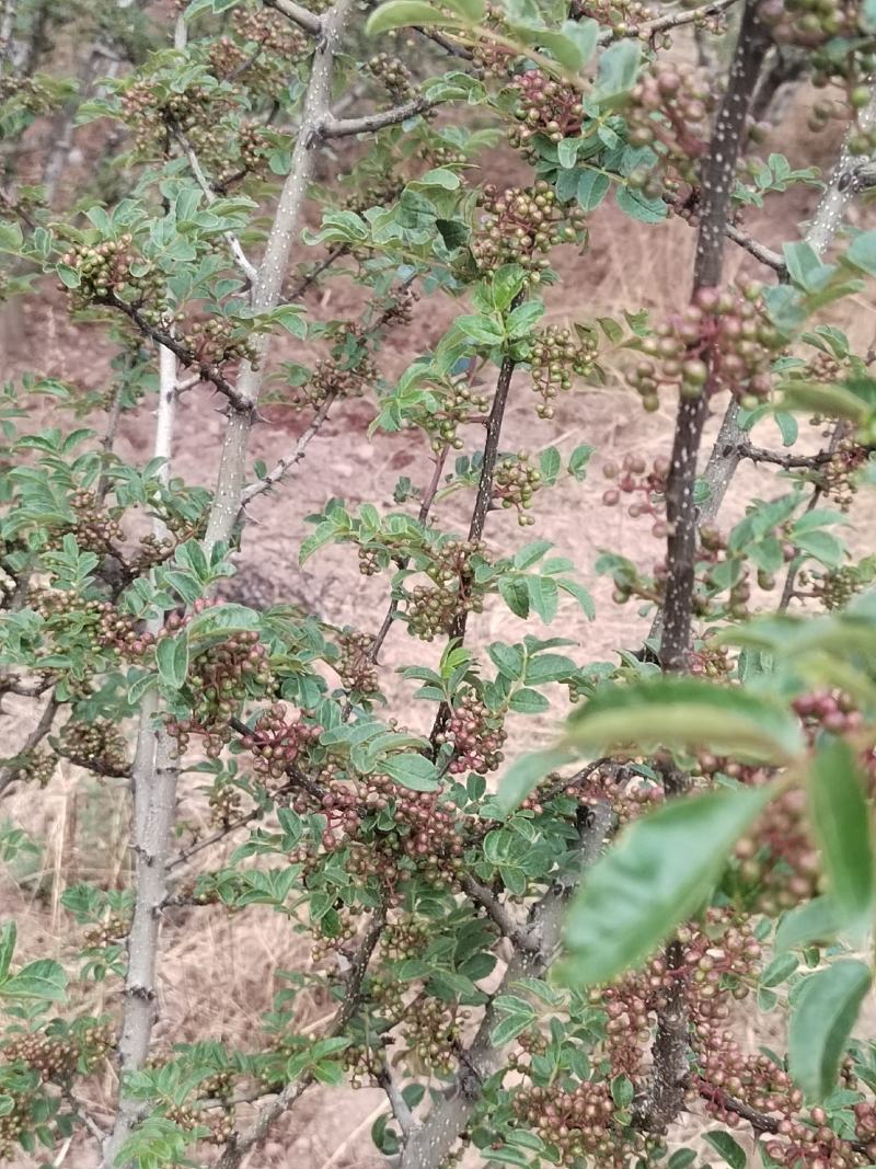 高上花椒湿的