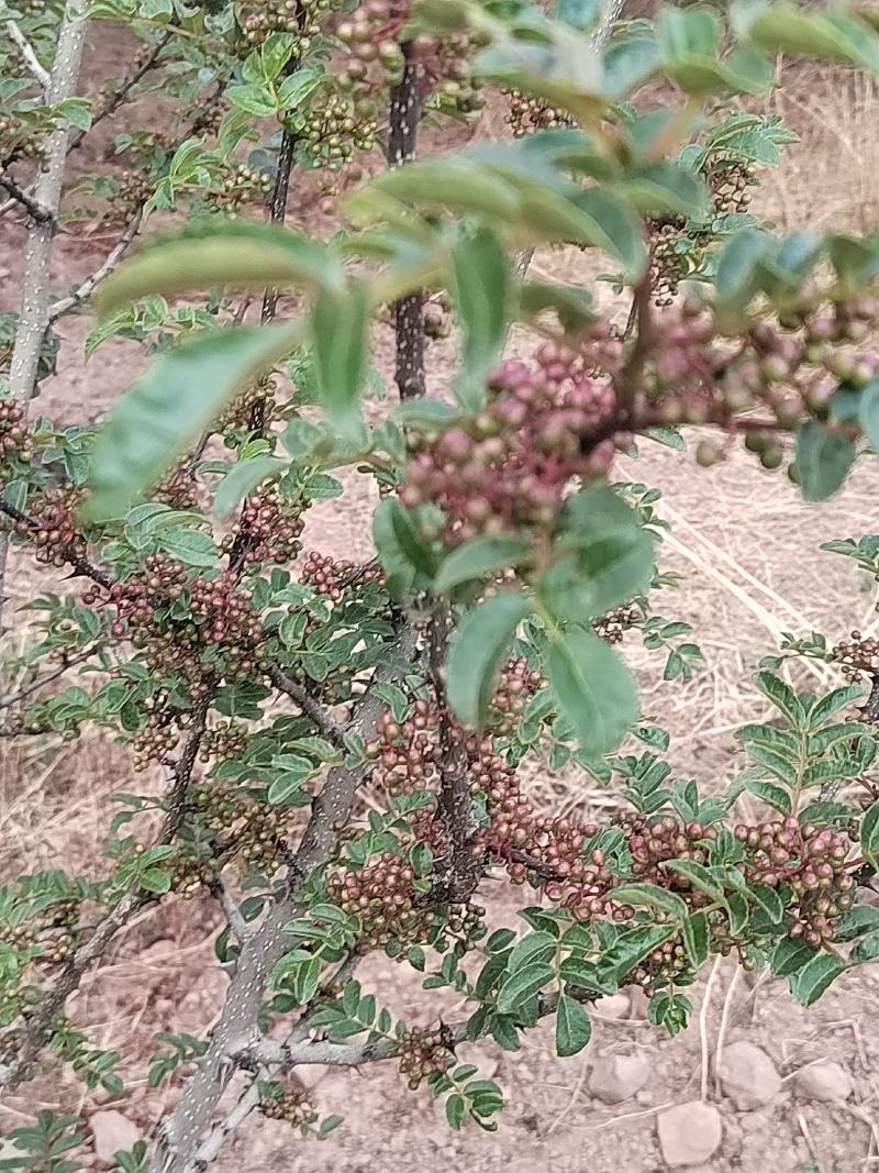 高上花椒湿的