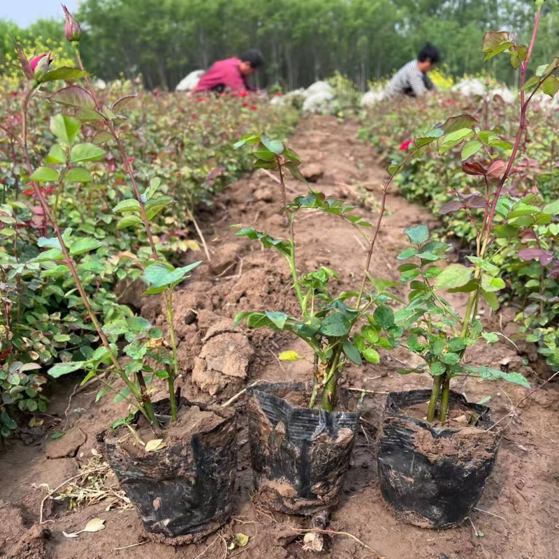 月季杯苗，月季基地，现挖现发，全国发货。