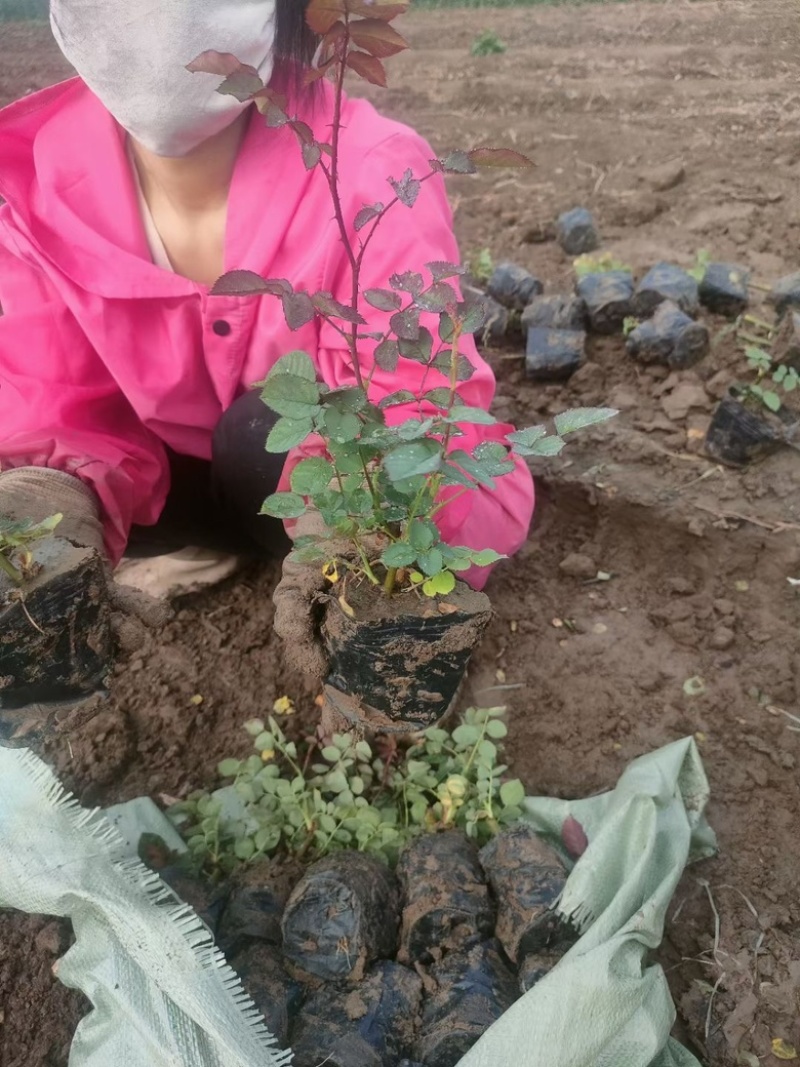 月季杯苗，月季基地，现挖现发，全国发货。