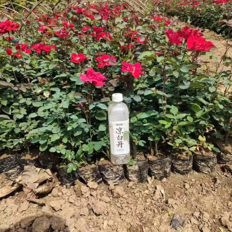 月季杯苗，月季基地，现挖现发，全国发货。