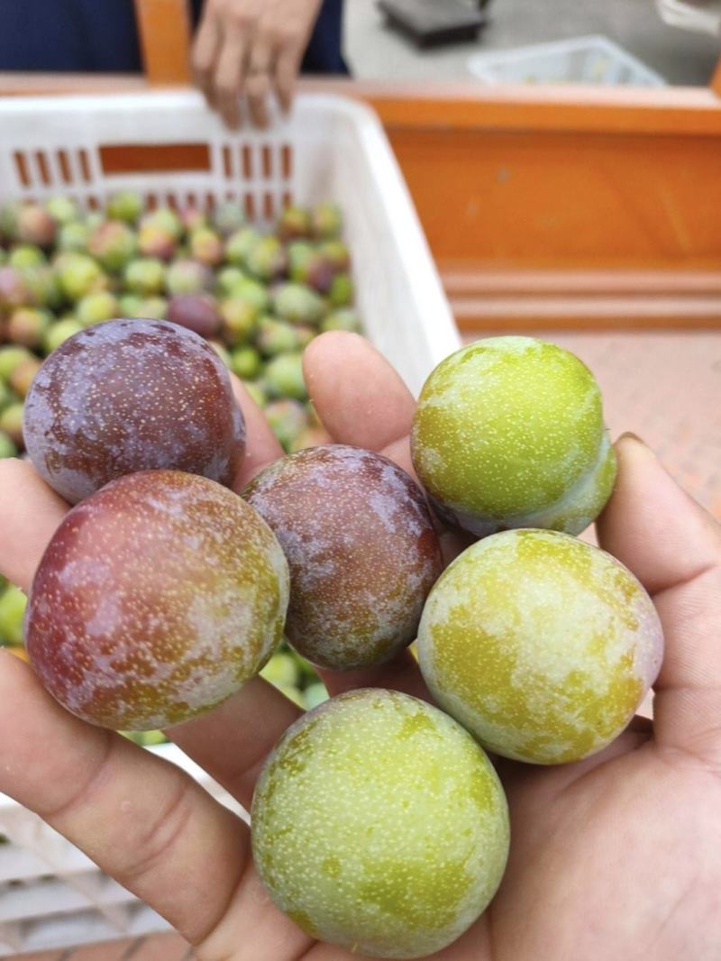 四川李子精品茵红李子脱骨李子产地直供量大从优