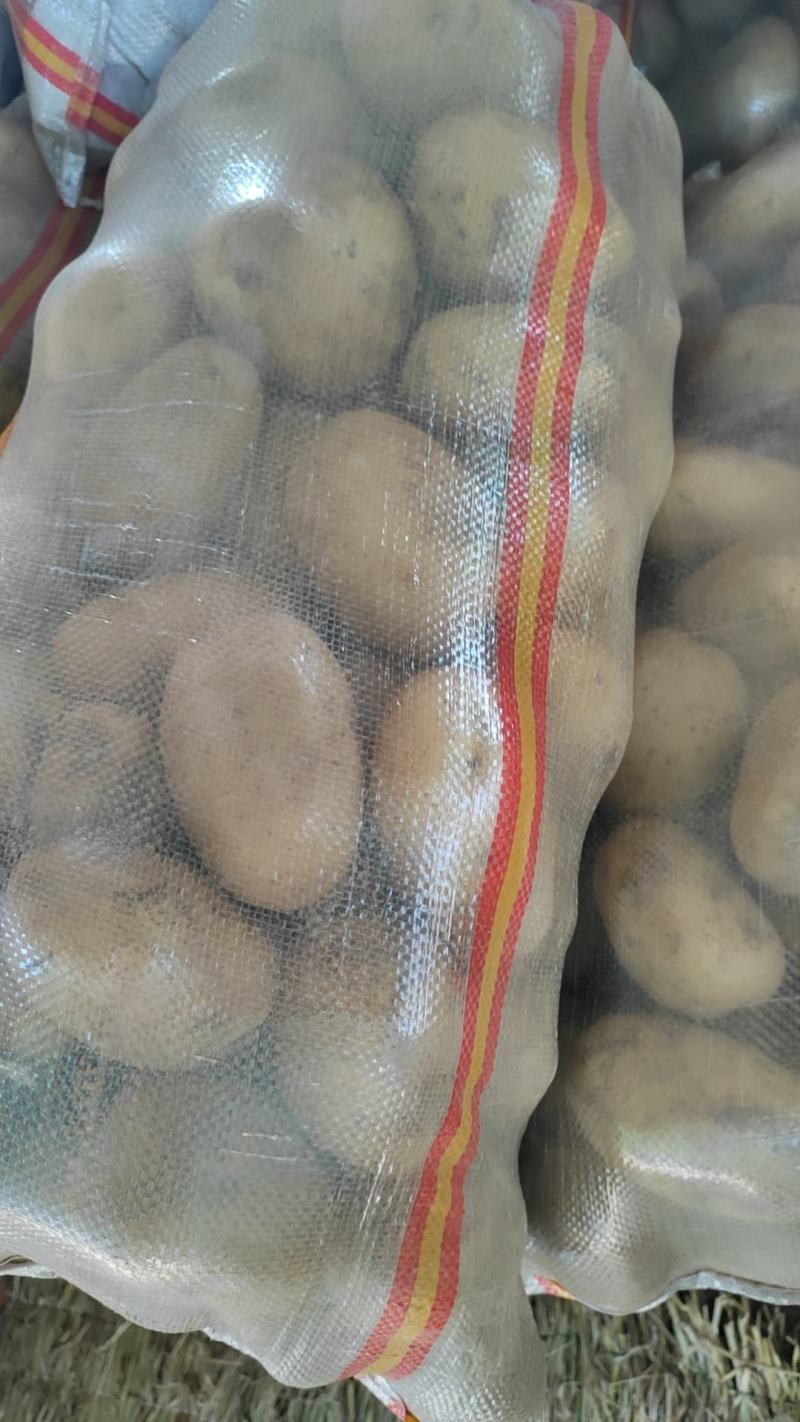 河南沃土五土豆，大量上市了，产地直发全年供货，欢迎致电