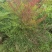 成都基地批发25美植袋南天竹盆景观赏价值挺高。