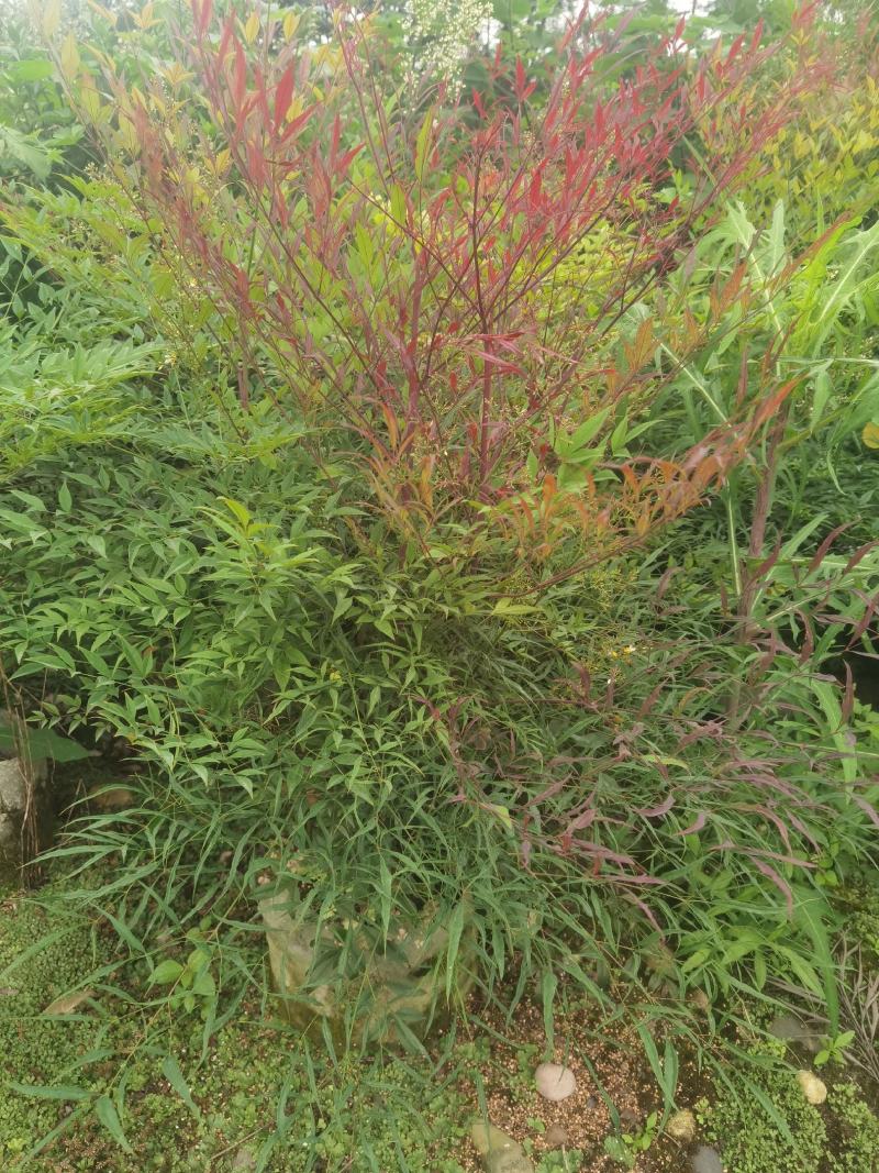 成都基地批发25美植袋南天竹盆景观赏价值挺高。