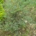 成都基地批发25美植袋南天竹盆景观赏价值挺高。