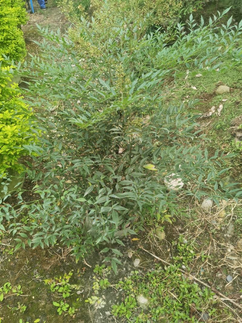 成都基地批发25美植袋南天竹盆景观赏价值挺高。