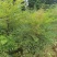 成都基地批发25美植袋南天竹盆景观赏价值挺高。