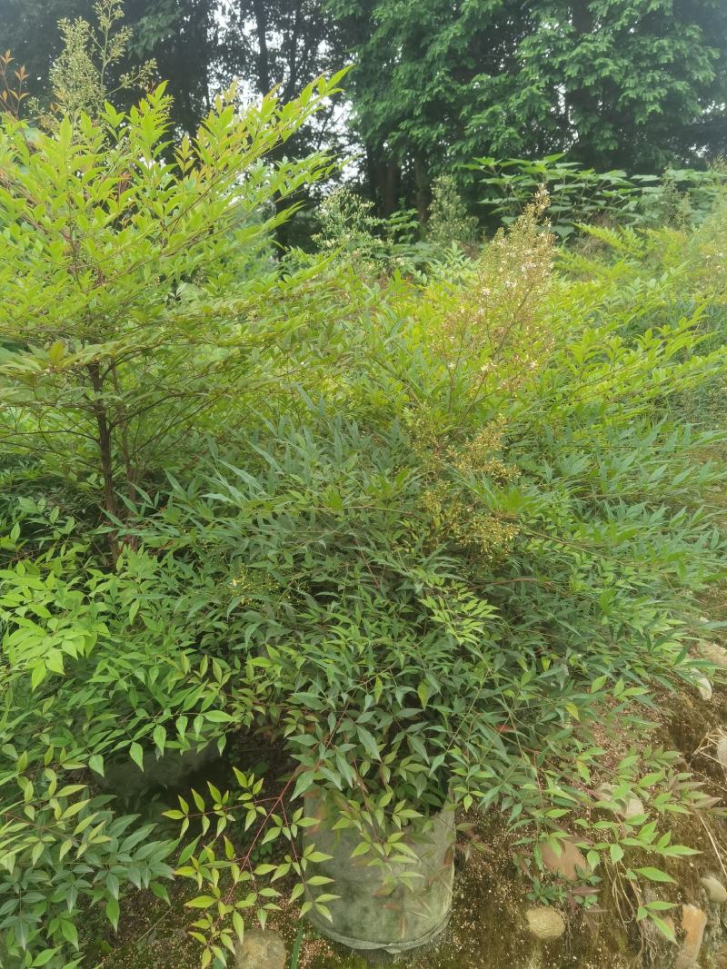 成都基地批发25美植袋南天竹盆景观赏价值挺高。