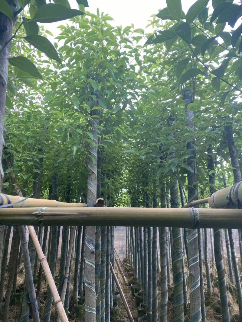 5-6分香樟树现挖现发绿化工程小区园林