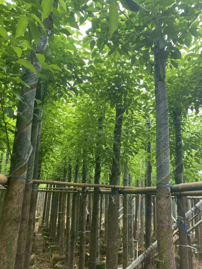 5-6分香樟树现挖现发绿化工程小区园林