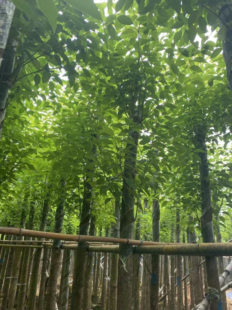 5-6分香樟树现挖现发绿化工程小区园林