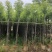 5-6分香樟树现挖现发绿化工程小区园林