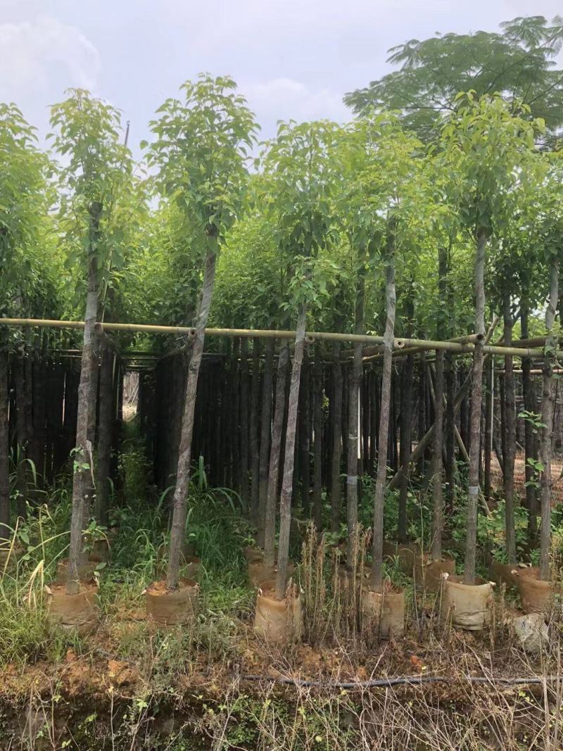 5-6分香樟树现挖现发绿化工程小区园林