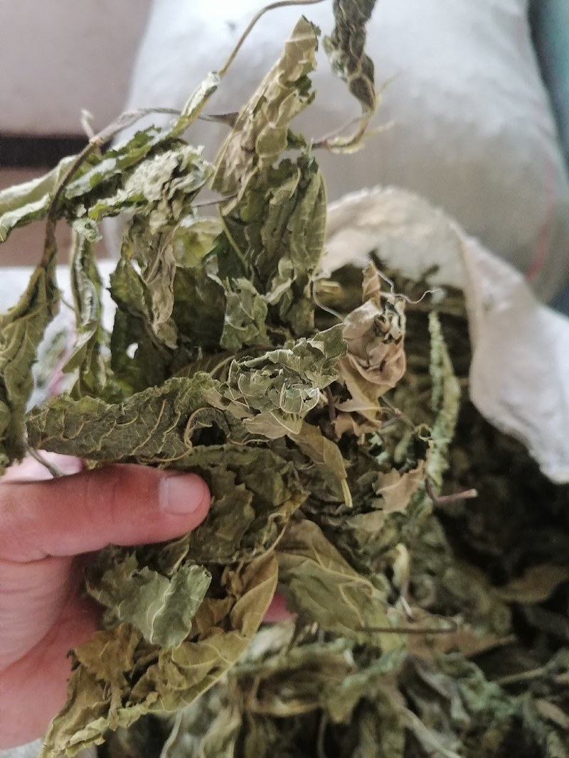 青桑叶大量上市，干货今年两百吨，预售叶片形状