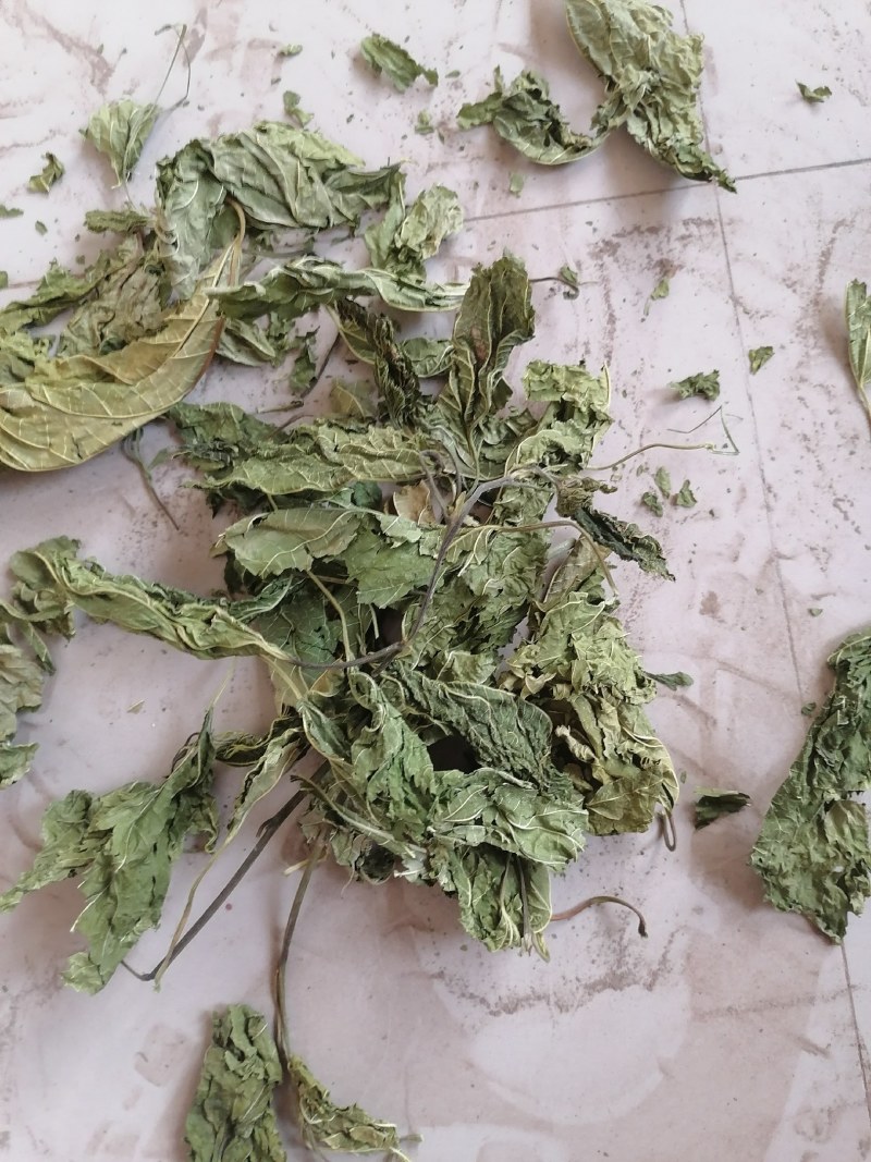 青桑叶大量上市，干货今年两百吨，预售叶片形状