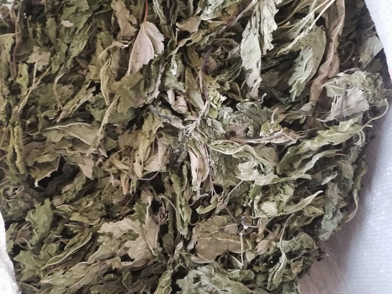 青桑叶大量上市，干货今年两百吨，预售叶片形状