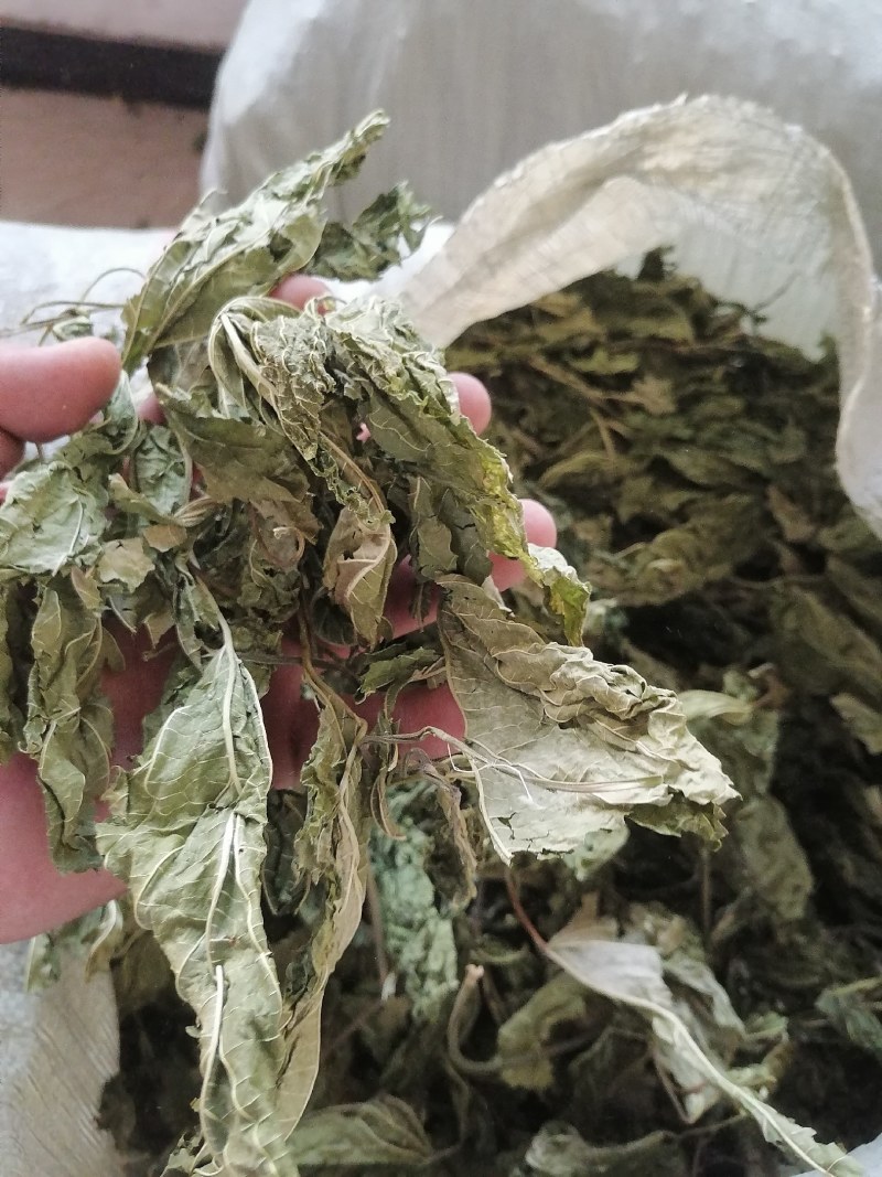 青桑叶大量上市，干货今年两百吨，预售叶片形状