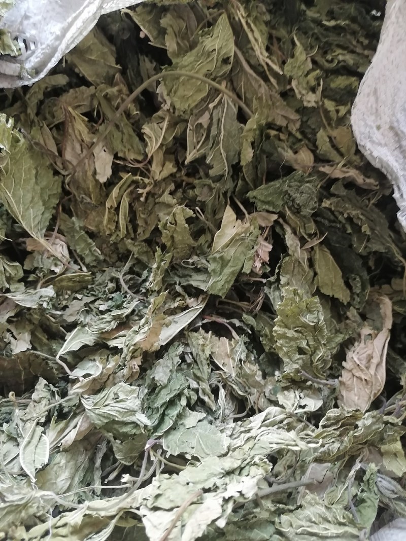 青桑叶大量上市，干货今年两百吨，预售叶片形状