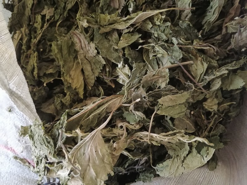青桑叶大量上市，干货今年两百吨，预售叶片形状