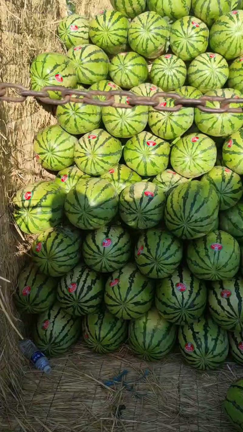【甘甜多汁】宁夏石头瓜欢迎全国客商前来选购！！！