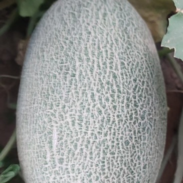 新疆哈密瓜