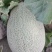 新疆哈密瓜