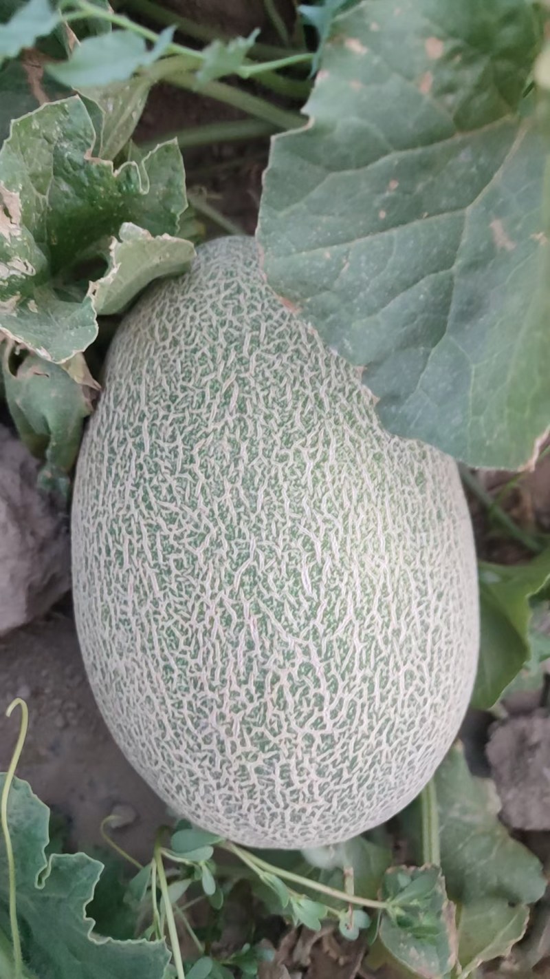 新疆哈密瓜