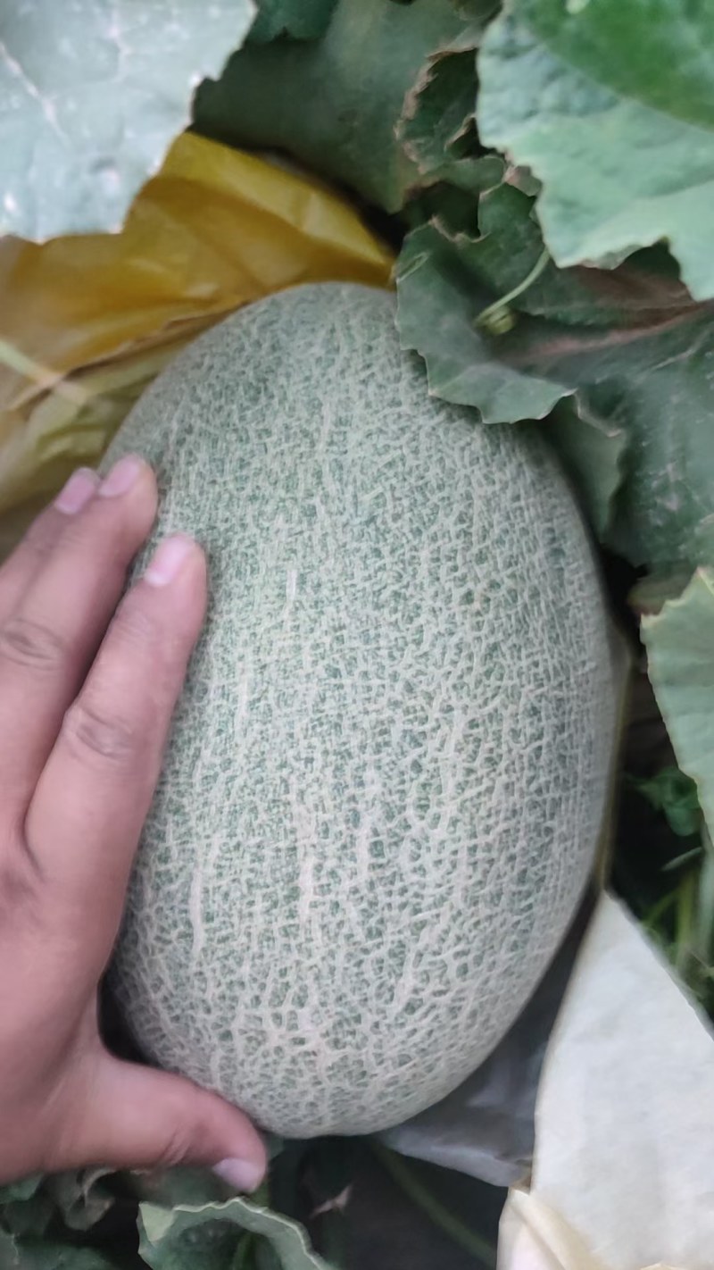 新疆哈密瓜