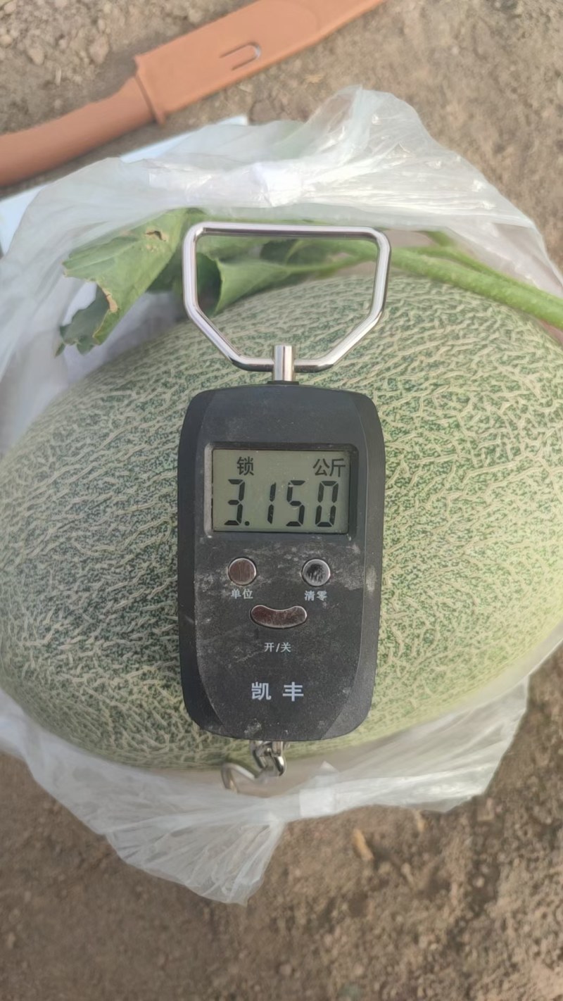 新疆哈密瓜