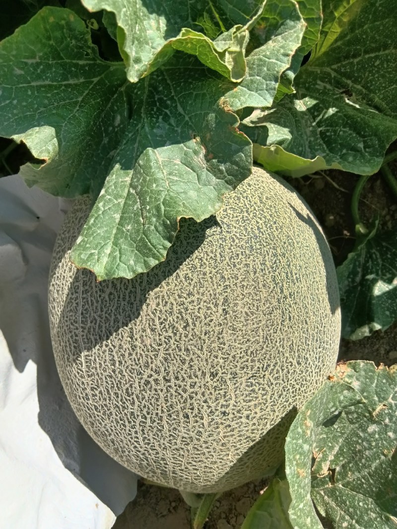 新疆哈密瓜