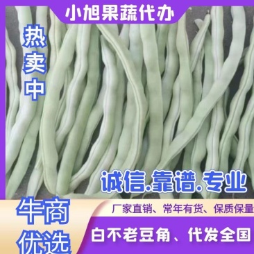 绥中白不老豆角大地货,直供电商市场食堂,保质保量全国发货