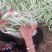 绥中白不老豆角大地货,直供电商市场食堂,保质保量全国发货