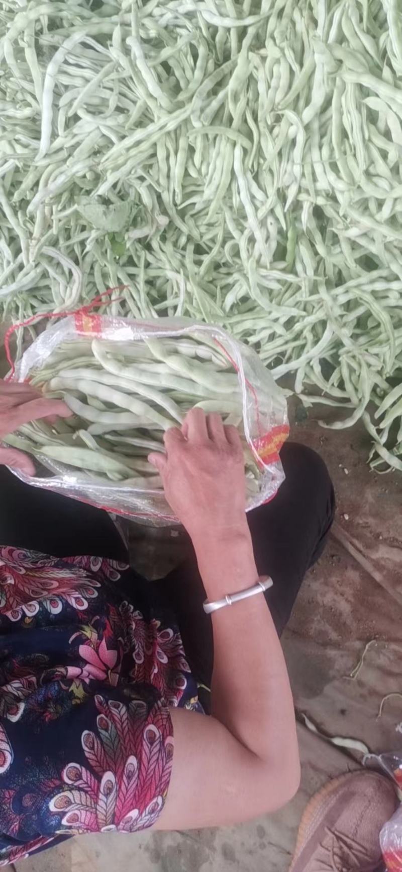 绥中白不老豆角大地货，直供电商市场食堂，保质保量全国发货