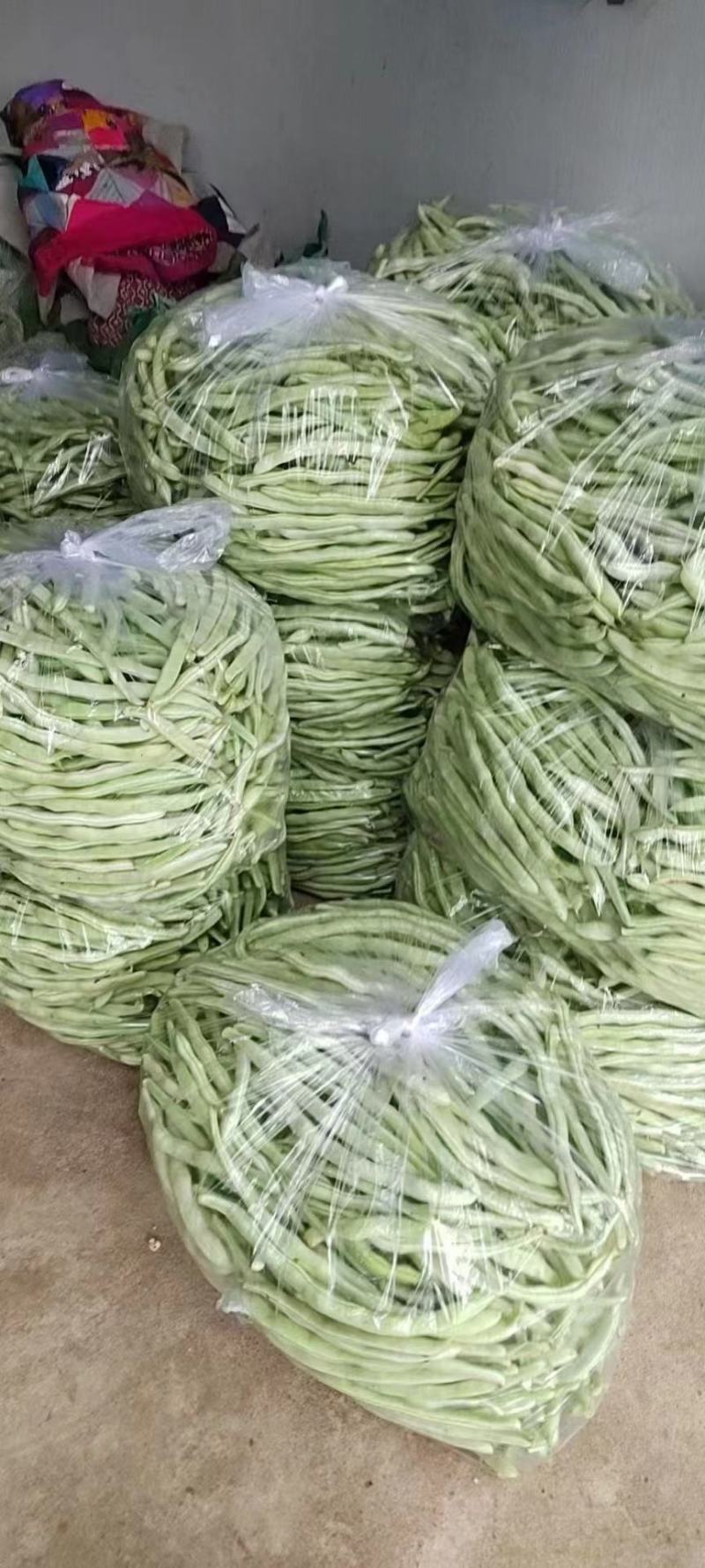 绥中白不老豆角大地货，直供电商市场食堂，保质保量全国发货
