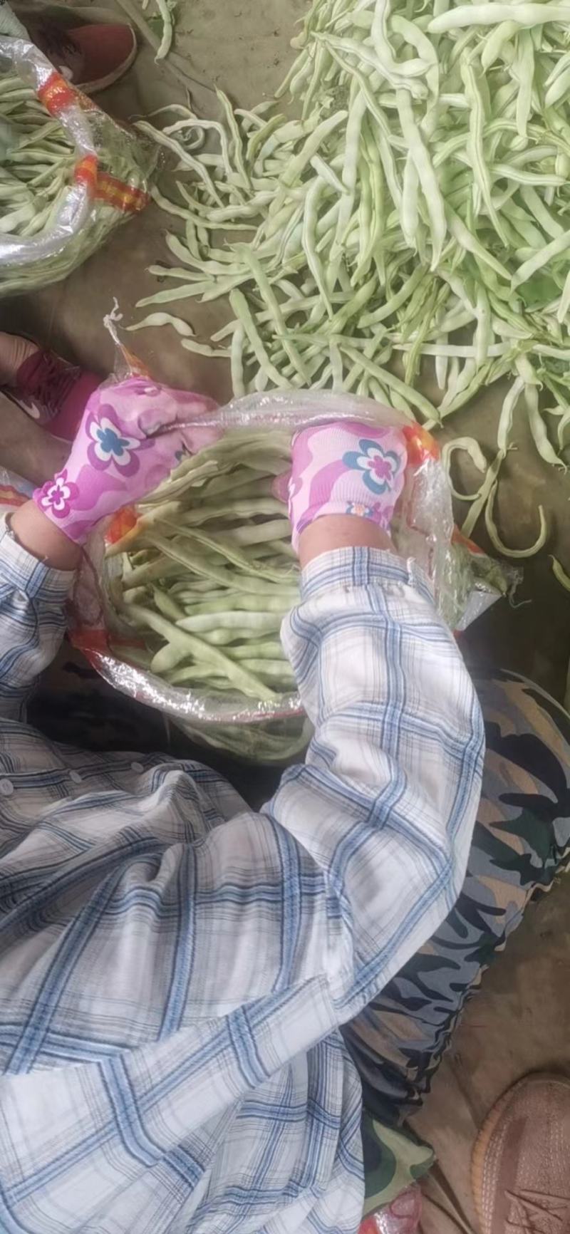 绥中白不老豆角大地货，直供电商市场食堂，保质保量全国发货