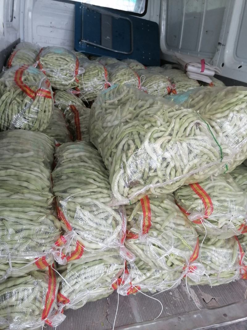 绥中白不老豆角大地货，直供电商市场食堂，保质保量全国发货