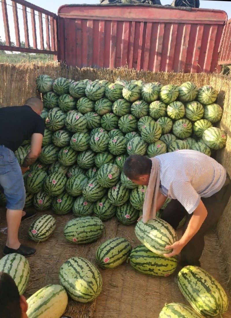 金城5号西瓜/硒砂瓜大量上市，质优价美，走货便利