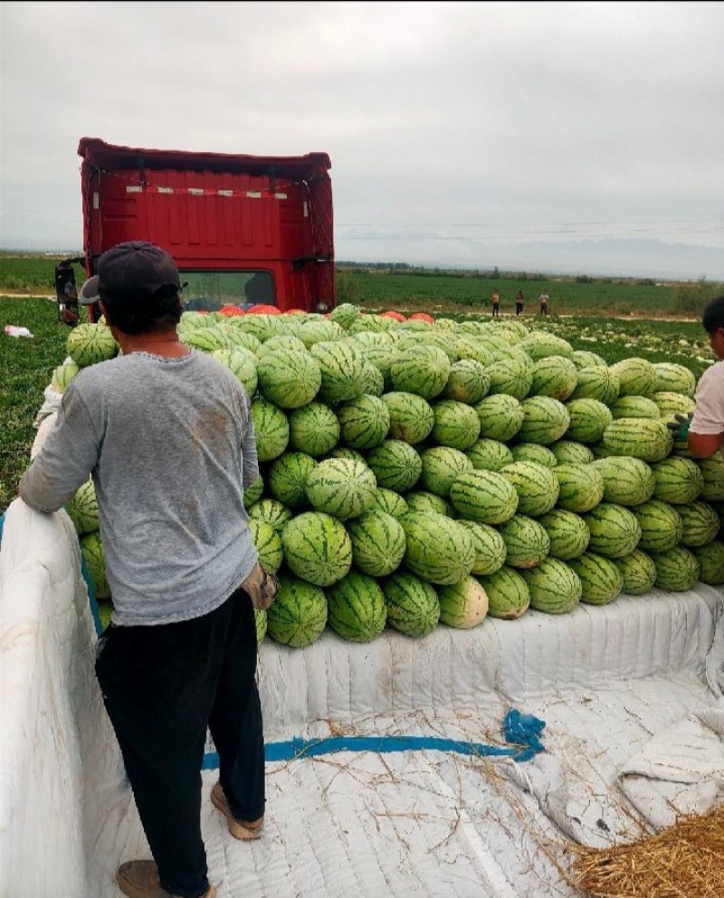 金城5号西瓜/硒砂瓜大量上市，质优价美，走货便利