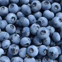 陆地蓝莓大量现货供应随到随装全国代收代发