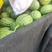 早春红玉西瓜，大量上市了，一手货源，代发全国。