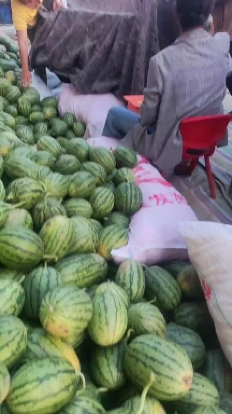 早春红玉西瓜，大量上市了，一手货源，代发全国。