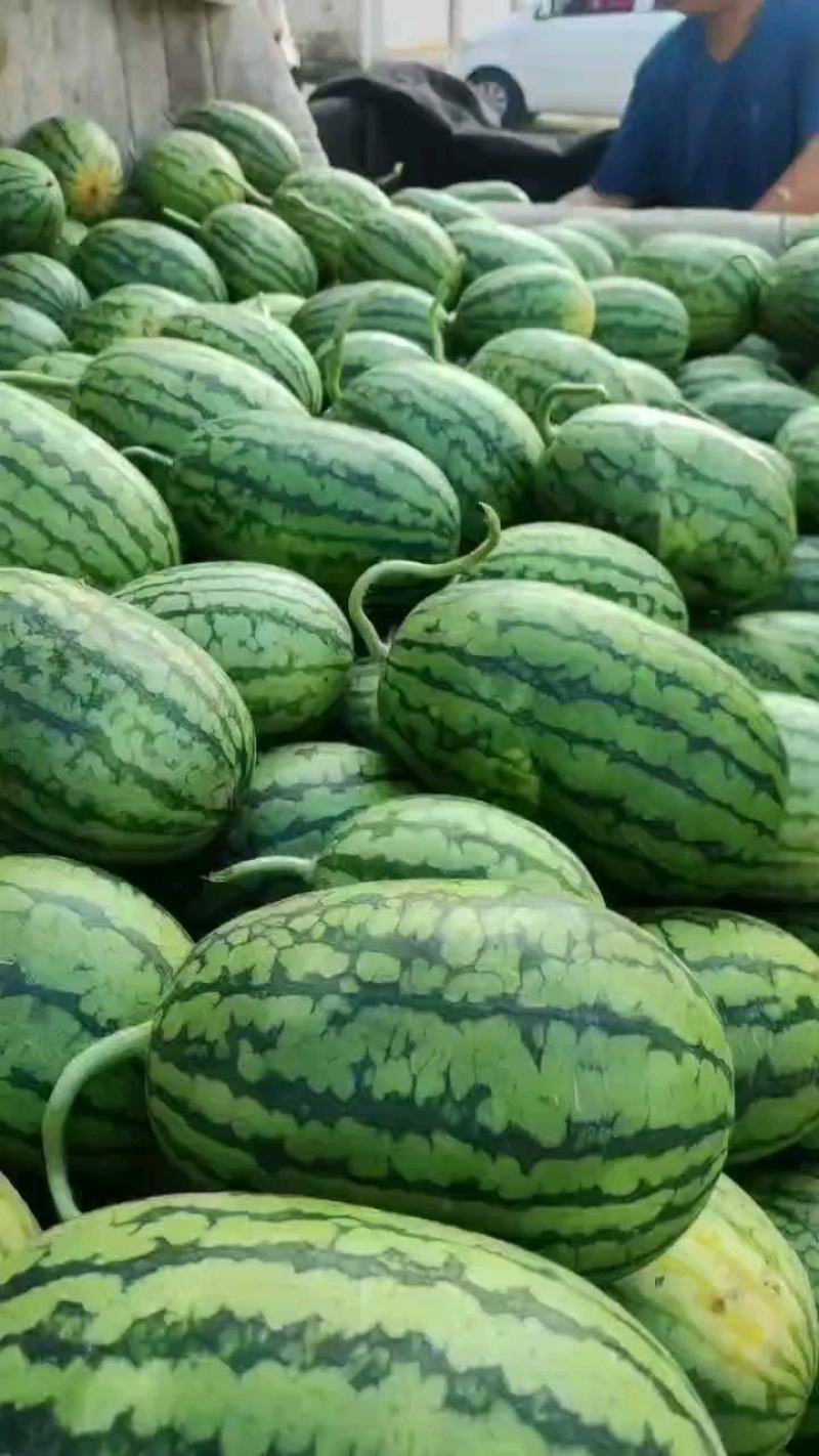 早春红玉西瓜，大量上市了，一手货源，代发全国。