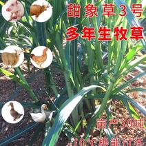 皇竹草种节草种子台湾新型甜象草3号种节多年生四季巨菌草红