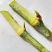 皇竹草种节草种子台湾新型甜象草3号种节多年生四季巨菌草红