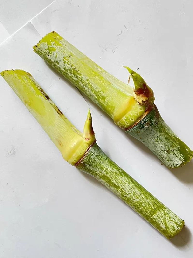 皇竹草种节草种子台湾新型甜象草3号种节多年生四季巨菌草红