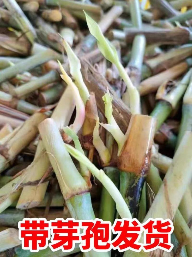 皇竹草种节草种子台湾新型甜象草3号种节多年生四季巨菌草红