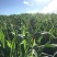 皇竹草种节草种子台湾新型甜象草3号种节多年生四季巨菌草红