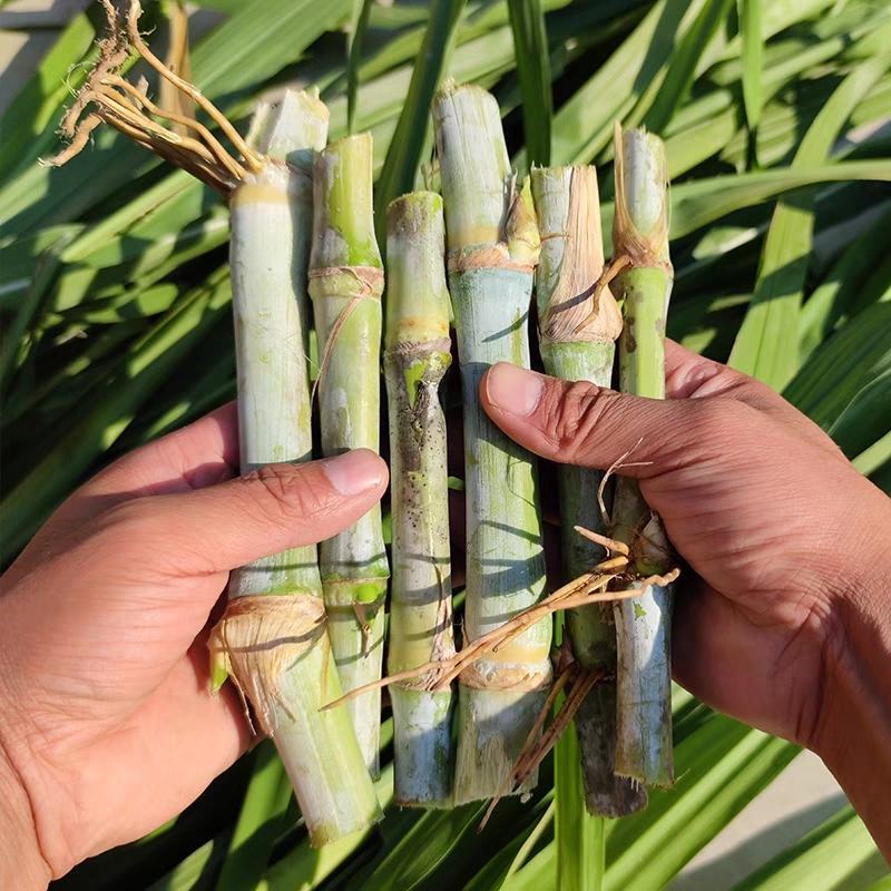 皇竹草种节草种子台湾新型甜象草3号种节多年生四季巨菌草红