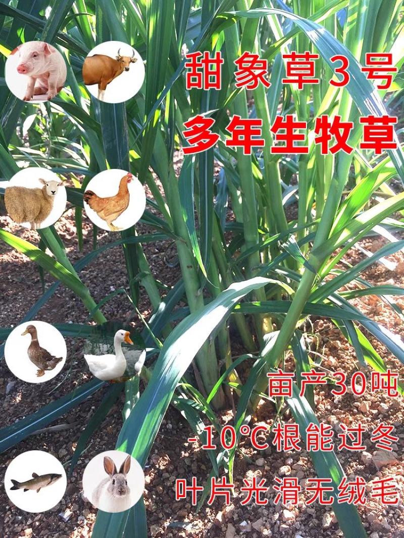 皇竹草种节草种子台湾新型甜象草3号种节多年生四季巨菌草红
